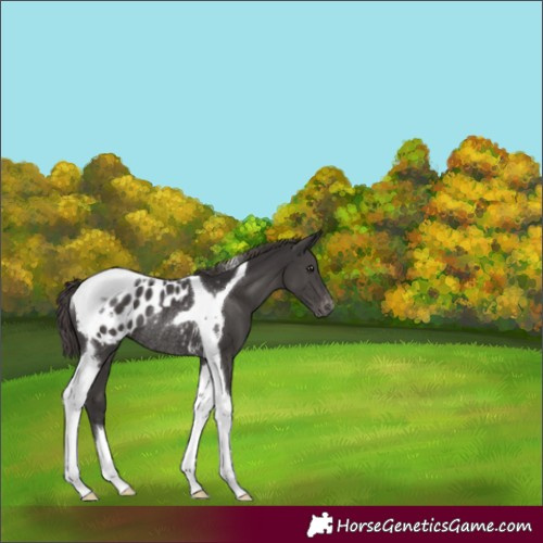 Horse Color:Smoky Black Tobiano Blanket Rabicano