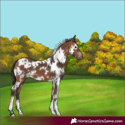 Horse Color:White Spotted Bay 