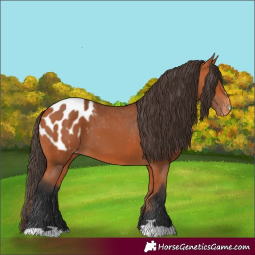 Horse Color:Bay Appaloosa