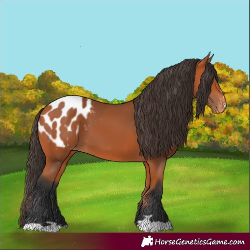Horse Color:Bay Appaloosa