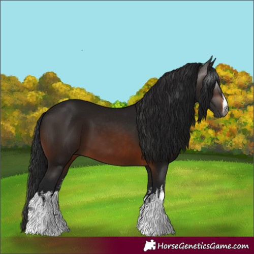 Horse Color:Gray White Spotted Bay 