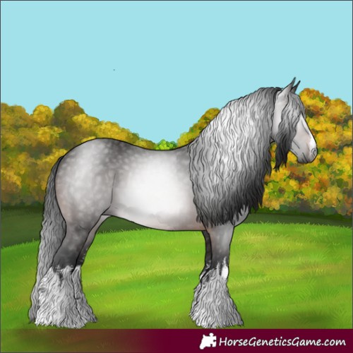 Horse Color:Gray White Spotted Bay