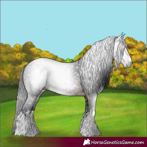 Horse Color:Gray White Spotted Bay