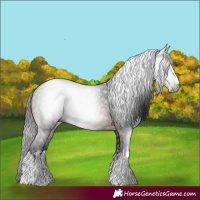 Horse Color:Gray White Spotted Bay 