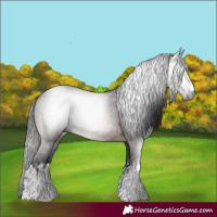 Horse Color:Gray White Spotted Bay 