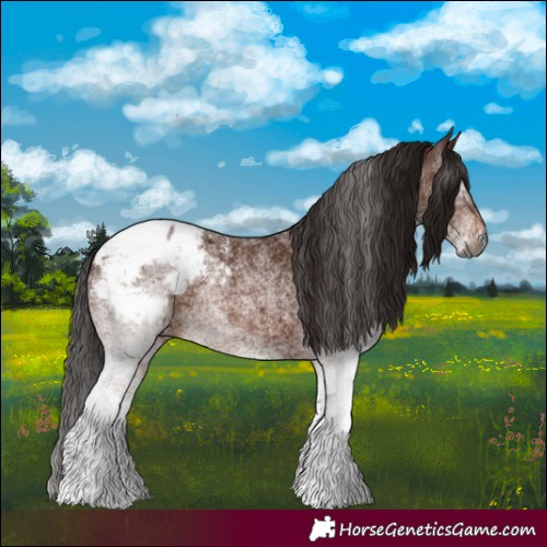 Horse Color:Gray White Spotted Bay Snowcap