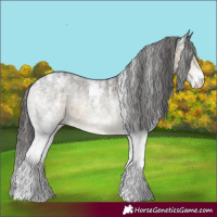 Horse Color:Powder White White Spotted Buckskin Appaloosa 