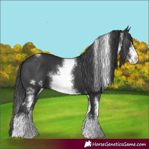 Horse Color:Black Sabino
