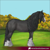 Horse Color:Black 