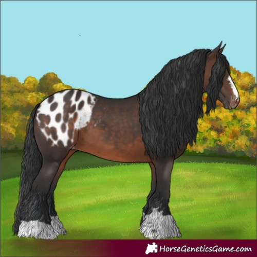 Horse Color:Brown Appaloosa 