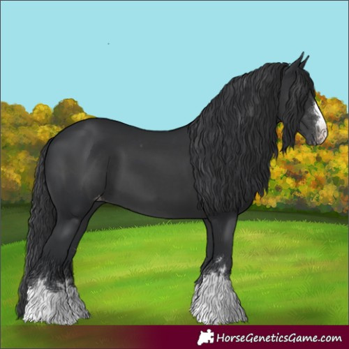 Horse Color:Black Appaloosa 