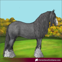 Horse Color:Black Appaloosa 