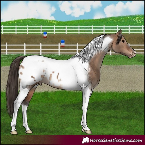 Horse Color:Brown Dun Tobiano Blanket 