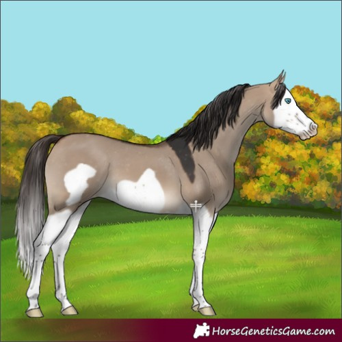 Horse Color:Bay Dun Splash Frame Appaloosa 