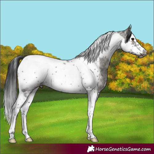 Horse Color:Grullo Sabino Splash Tobiano Frame 