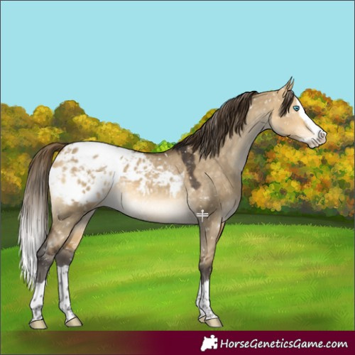 Horse Color:Buckskin Dun Mushroom Splash Appaloosa 