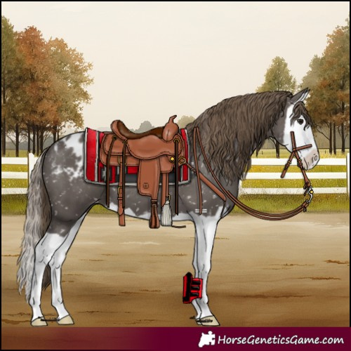 Horse Color:Smoky Grullo Splash Blanket 