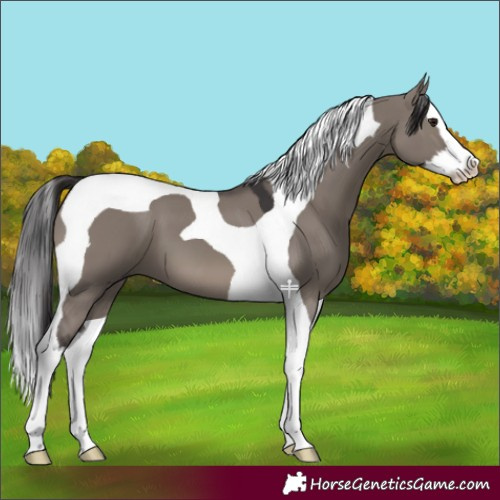 Horse Color:Smoky Grullo Splash Tobiano 