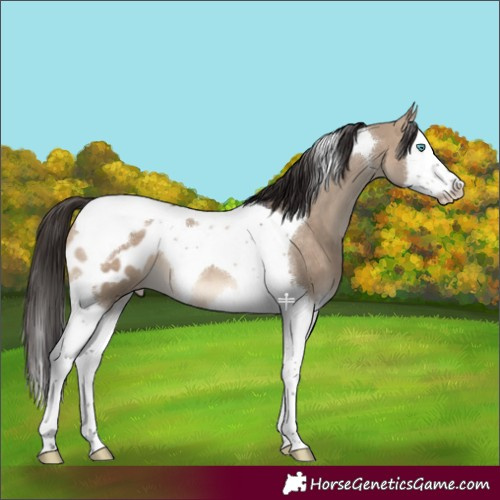 Horse Color:Brown Dun Splash Tobiano Blanket 