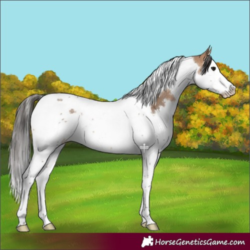 Horse Color:Bay Dun Splash Tobiano 