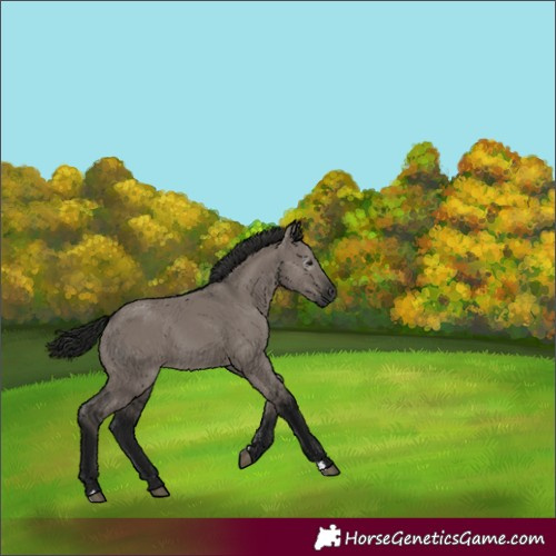 Horse Color:Gray Grullo 