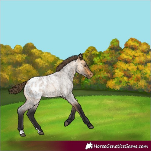 Horse Color:Unknown 