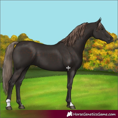 Horse Color:Liver Chestnut 
