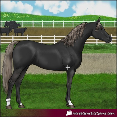 Horse Color:Liver Chestnut 