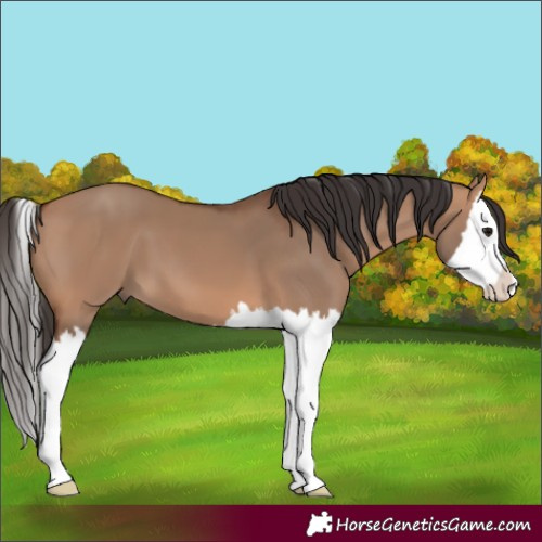 Horse Color:Bay Dun Splash