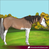 Horse Color:Bay Dun Splash 