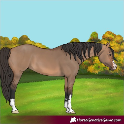 Horse Color:Unknown 