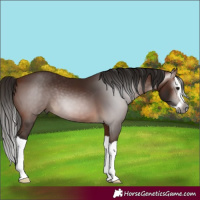 Horse Color:Gray Bay Splash