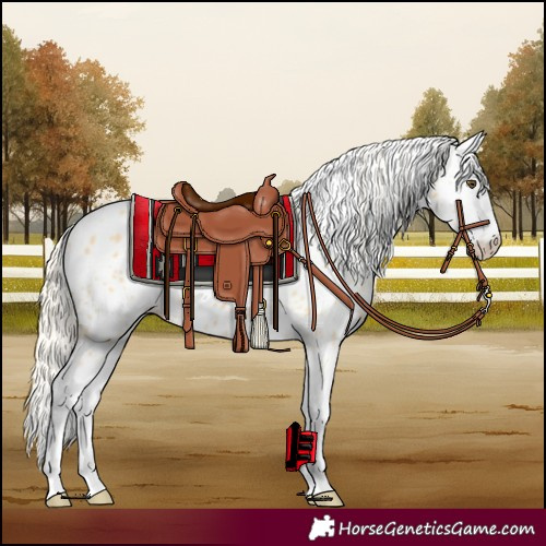 Horse Color:Palomino Dun Splash Leopard 