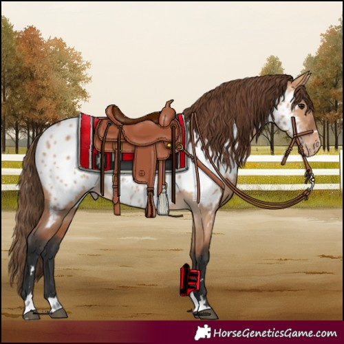 Horse Color:Bay Dun Near Leopard 