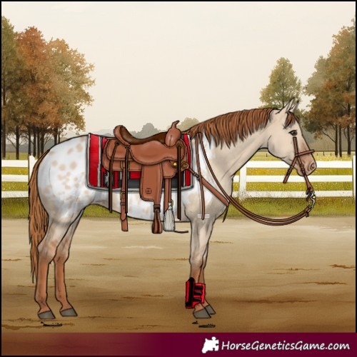 Horse Color:Red Dun Blanket 