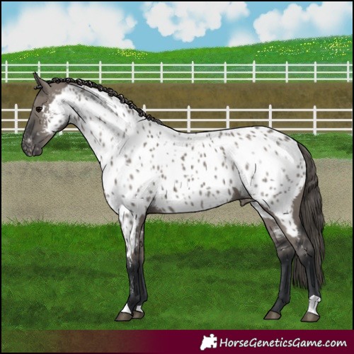 Horse Color:Grullo Appaloosa 