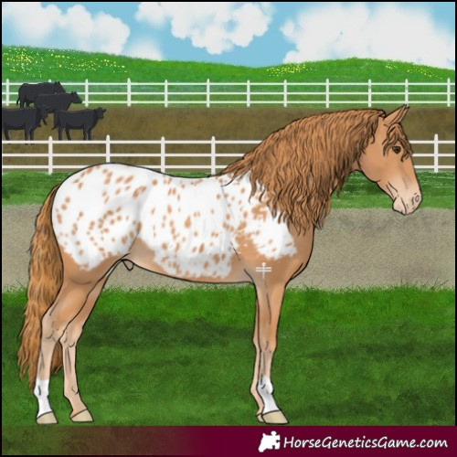 Horse Color:Chestnut Blanket 