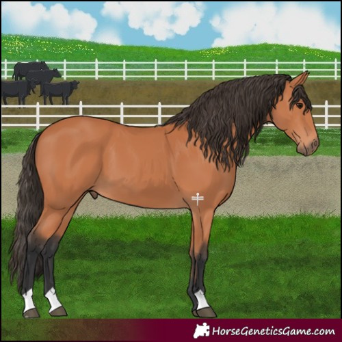 Horse Color:Bay 