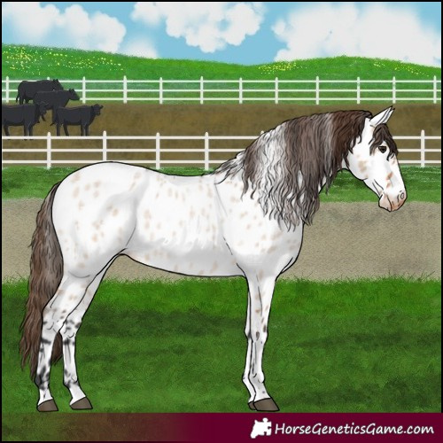 Horse Color:Bay Roan Dun Appaloosa 