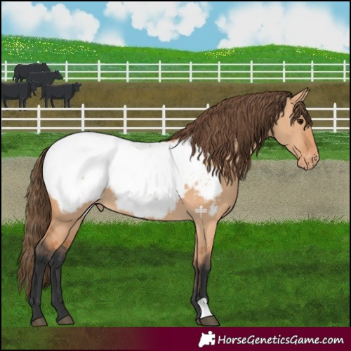 Horse Color:Bay Dun Snowcap 
