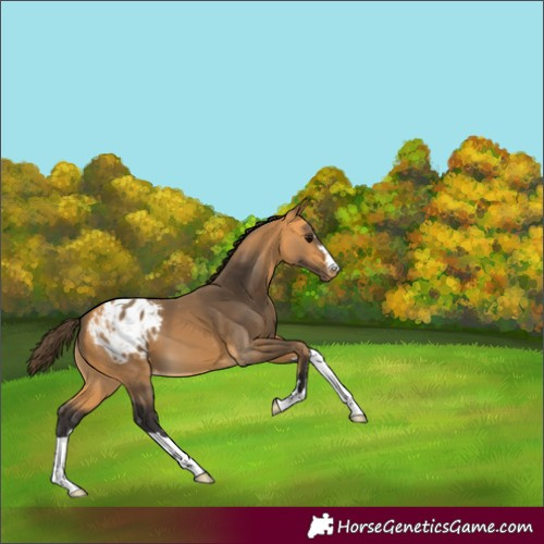 Horse Color:Buckskin Appaloosa 