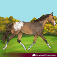 Horse Color:Buckskin Appaloosa