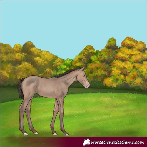 Horse Color:Amber Champagne 