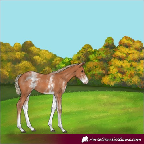 Horse Color:White Spotted Chestnut