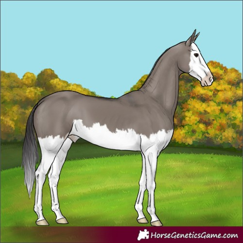 Horse Color:Smoky Grullo Splash 