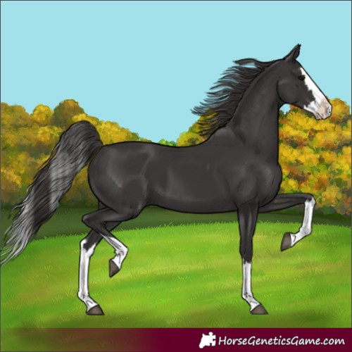 Horse Color:Smoky Black Splash