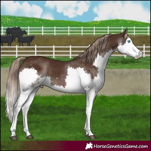 Horse Color:Liver Chestnut Splash 