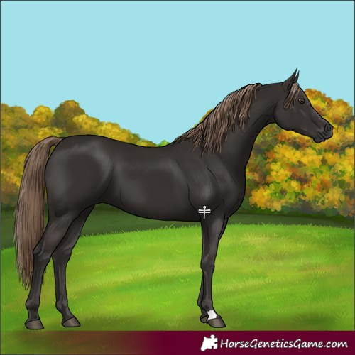 Horse Color:Liver Chestnut 