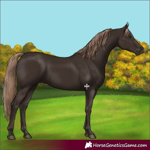 Horse Color:Liver Chestnut Rabicano 