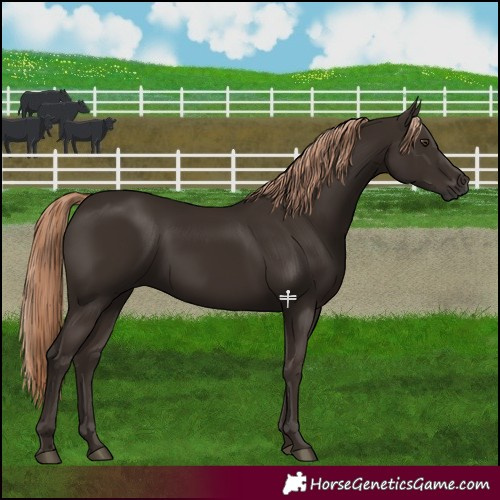 Horse Color:Liver Chestnut